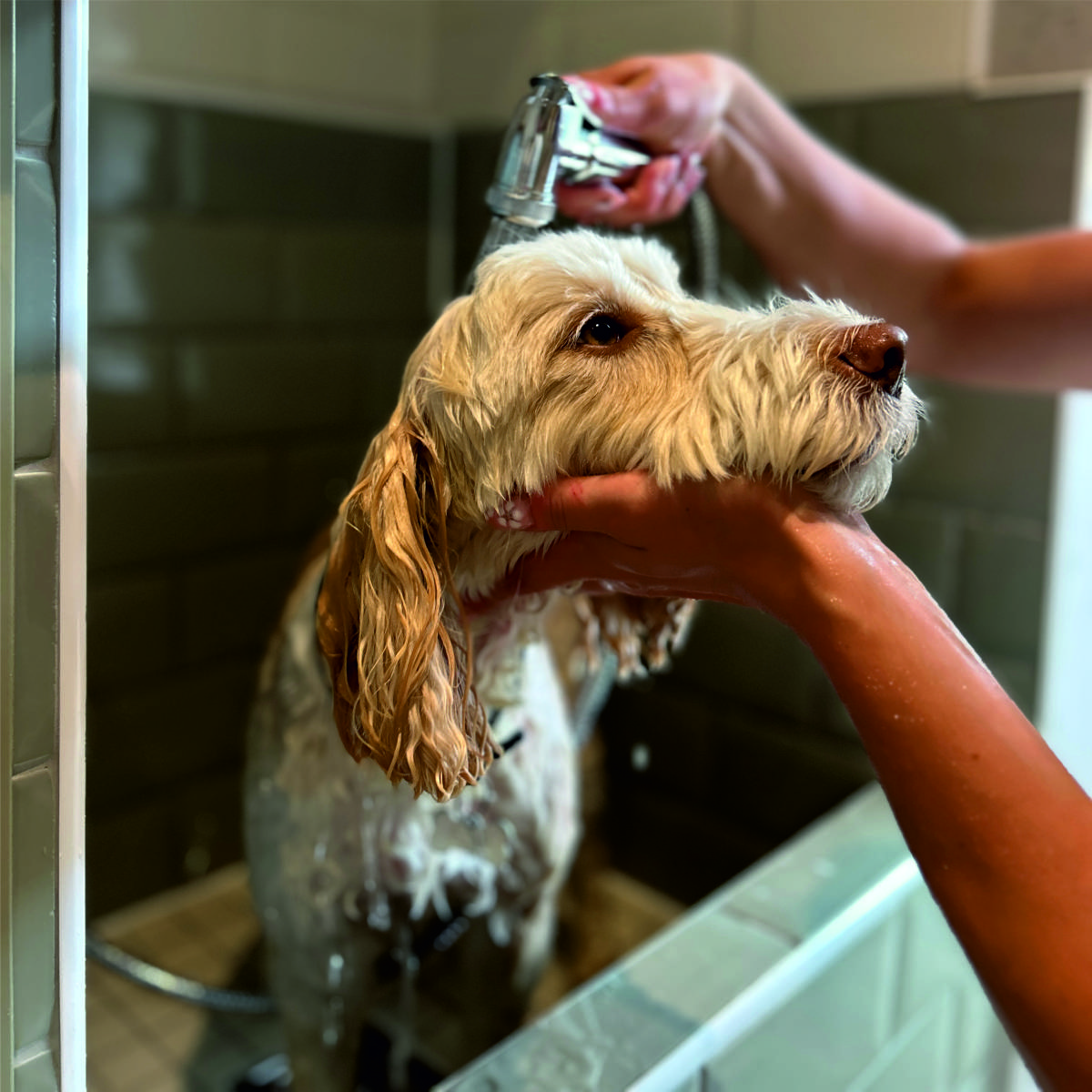Dog being washed in an indoor dog shower in Chelmsford, Essex