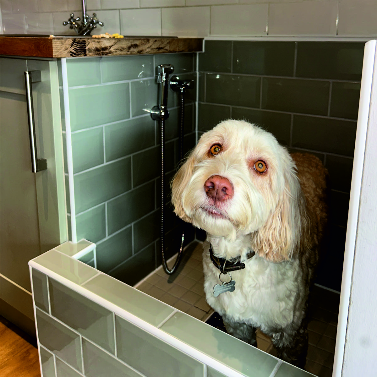 Dog standing in an indoor dog shower installed in Chelmsford, Essex