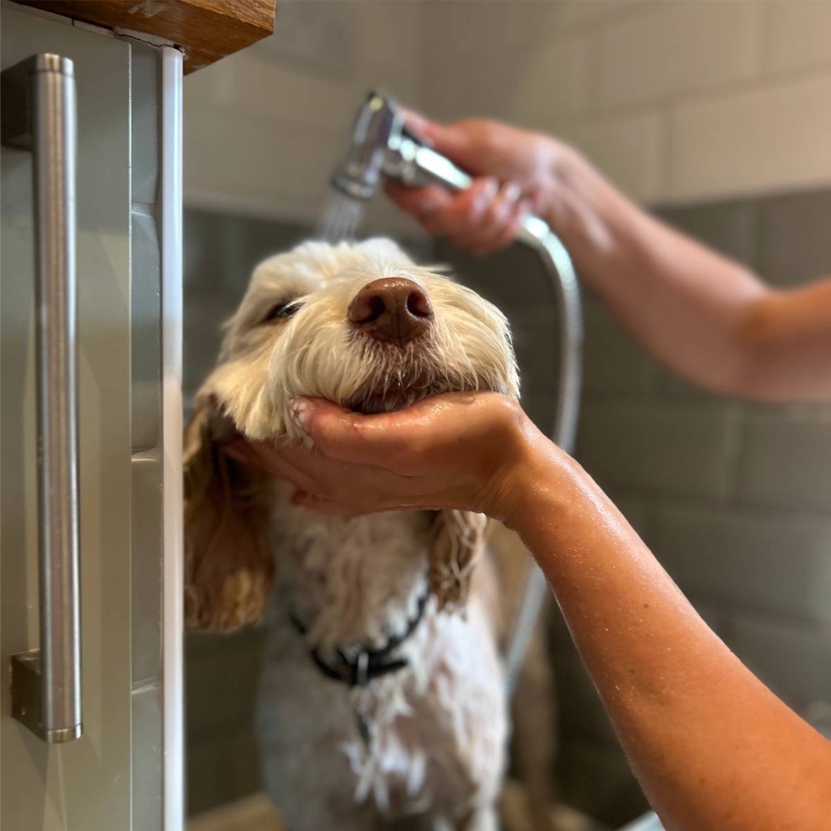 Happy dog standing in a bespoke indoor dog shower fitted in Chelmsford, Essex